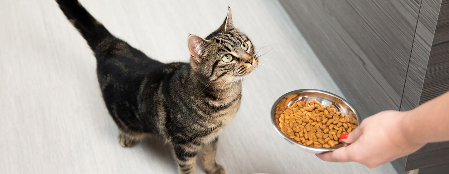 Cat feeding clearance system